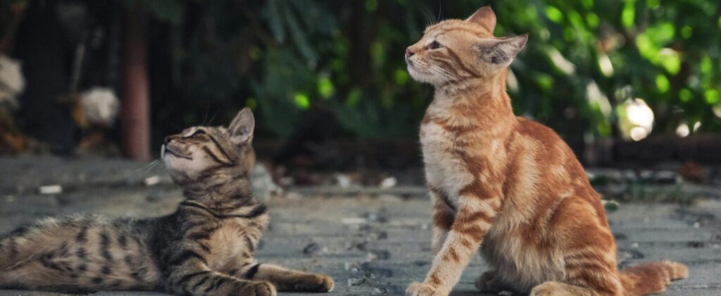 Two adorable kittens sitting and observing their surroundings on an outdoor pavement.